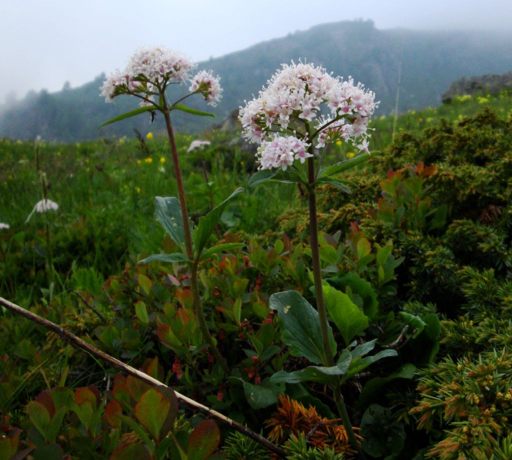 Valeriana tripteris